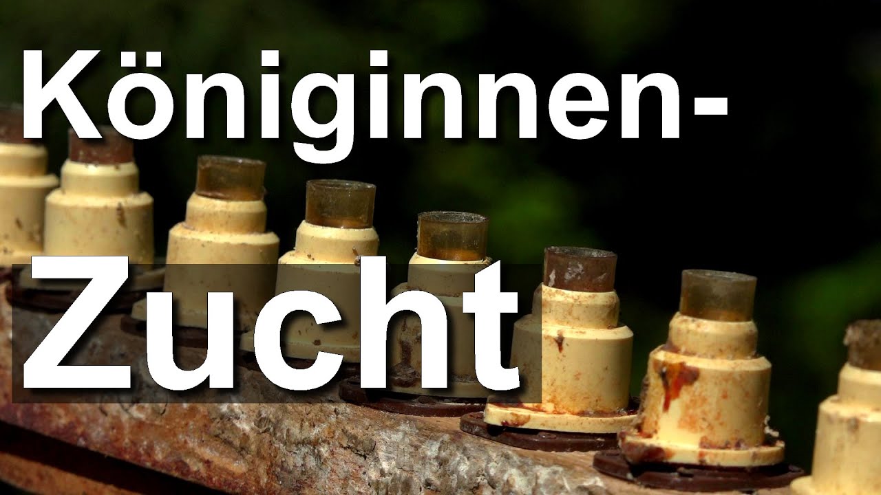 Königinnenzucht: Umlarven im Nicot Zuchtsystem und Winterhagener Dreispitz nach Bauckhage