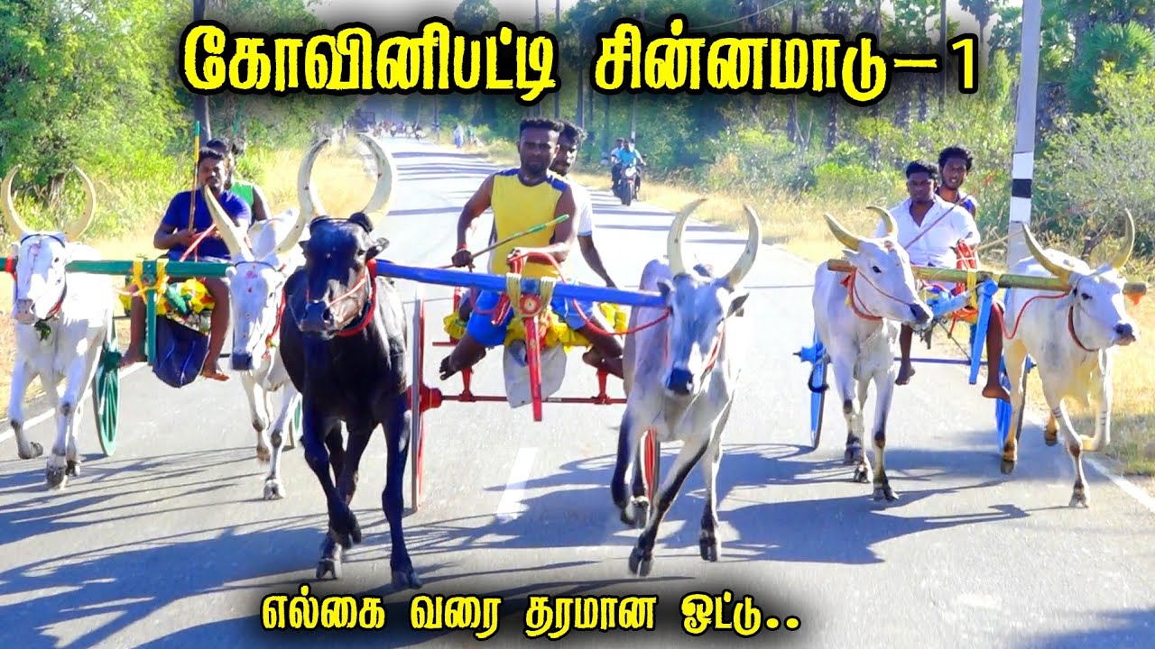 கோவினிபட்டி சின்னமாடு-1 பந்தயம் 23-02-2026|Periyamadu  Race
