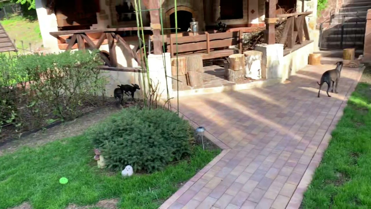 GRAZIA ITALIANA kennel. Italienische Windspiele. Petit levrier Italian. Run. Italian greyhound.