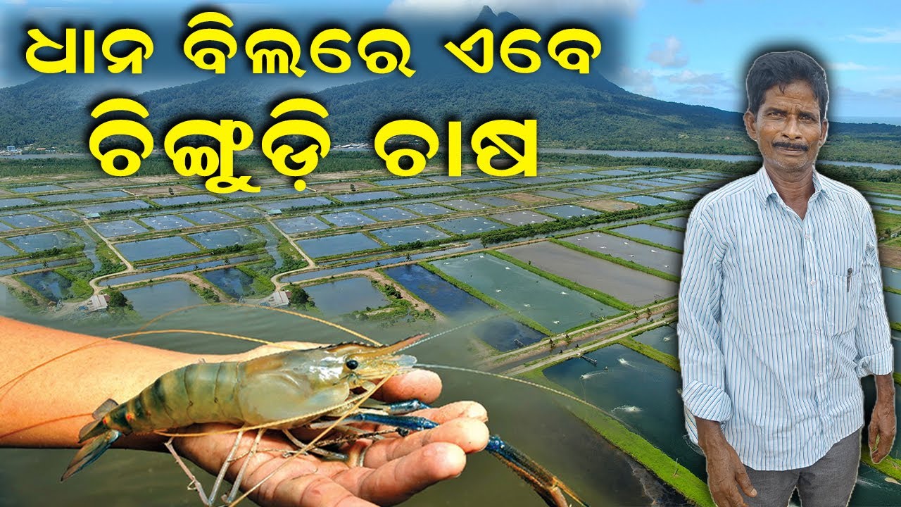 ଧାନ ବିଲରେ ଏବେ ଚିଙ୍ଗୁଡ଼ି ଚାଷ || Prawns are now cultivated in paddy fields. @EfarmingOdisha