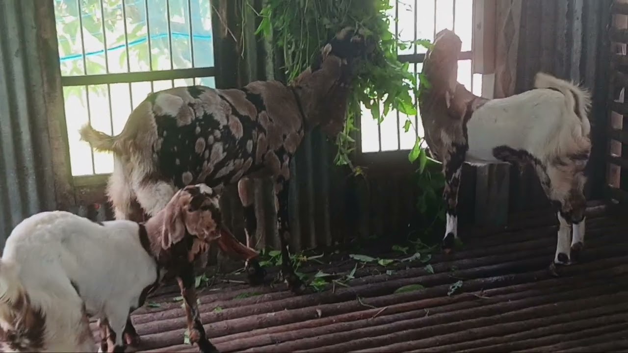 ০১৭০৩৮৫২১১৫ বিক্রয় বিজ্ঞাপন খাদিজা ডেইরি ফার্ম থেকে সিরাজদিখান মুন্সিগঞ্জ #ডেইরি ফার্ম #গোট ফার্ম#