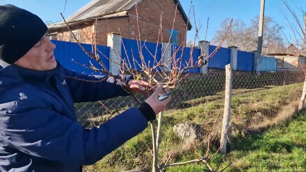 Обрізка Персика на урожай і на нові пагони