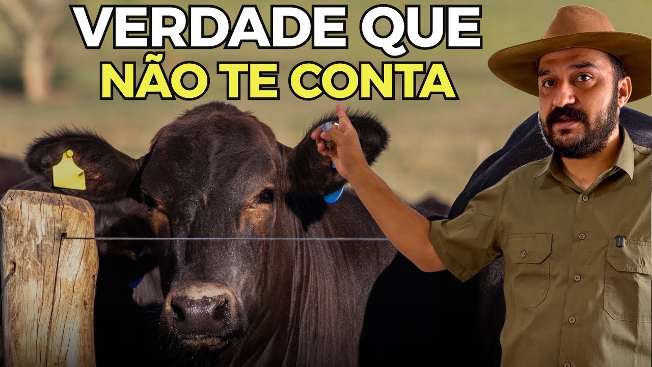 PARE DE PERDER DINHEIRO NA PECUÁRIA CORTE