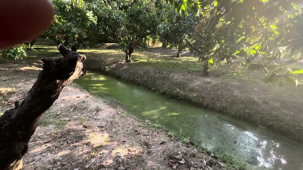 Mangoplantage (mini aber bio)