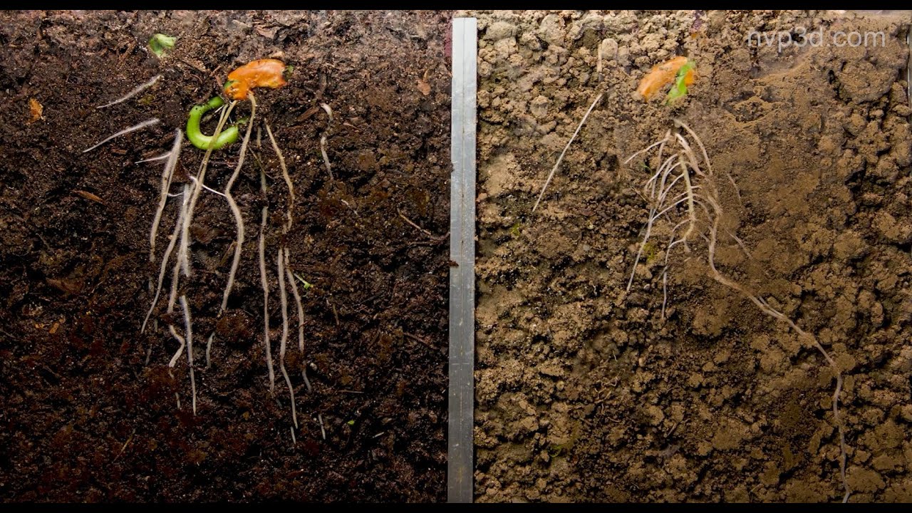 Une terre à nouveau fertile 2D