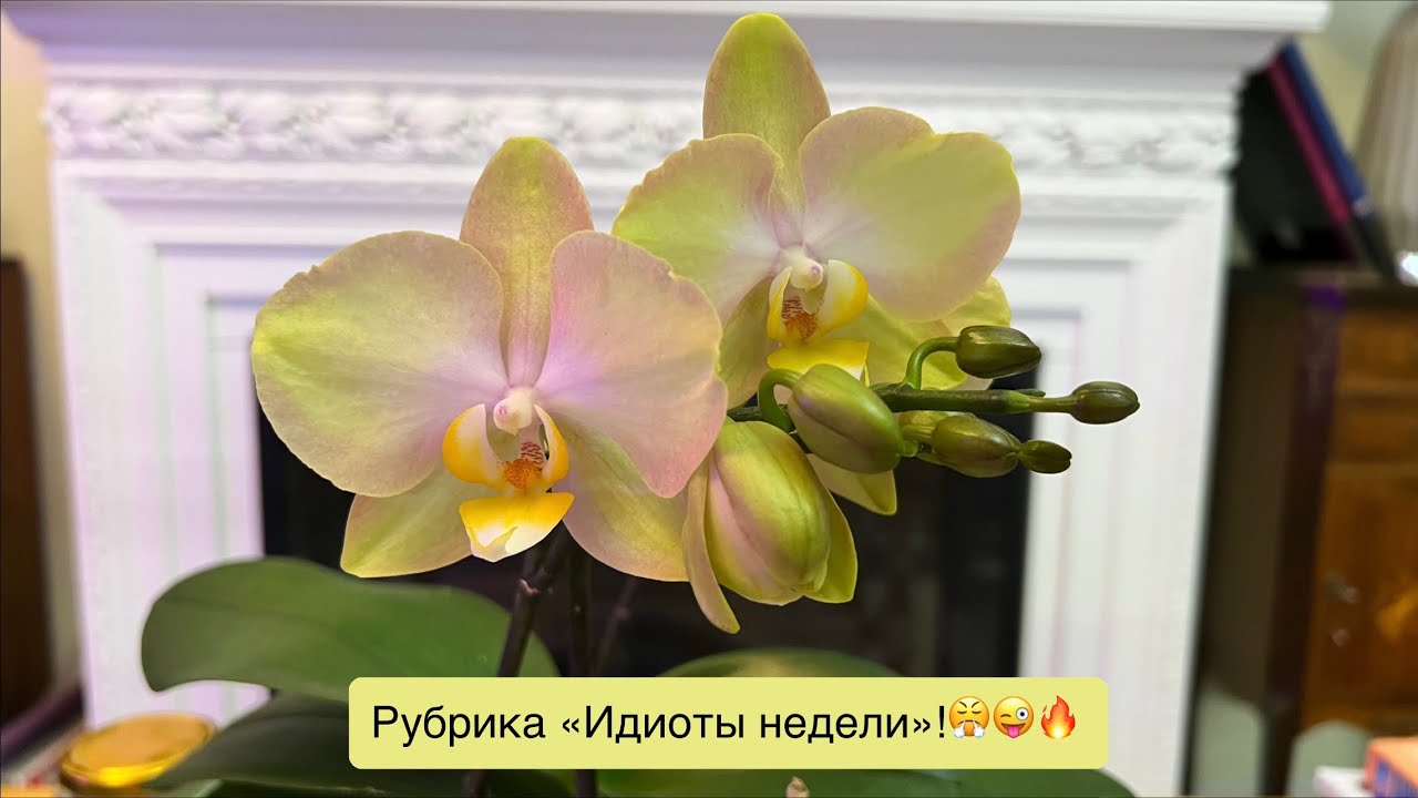 Еженедельный рейтинг комментаторов, которых вы никогда не хотели бы видеть у себя! 🔥😄