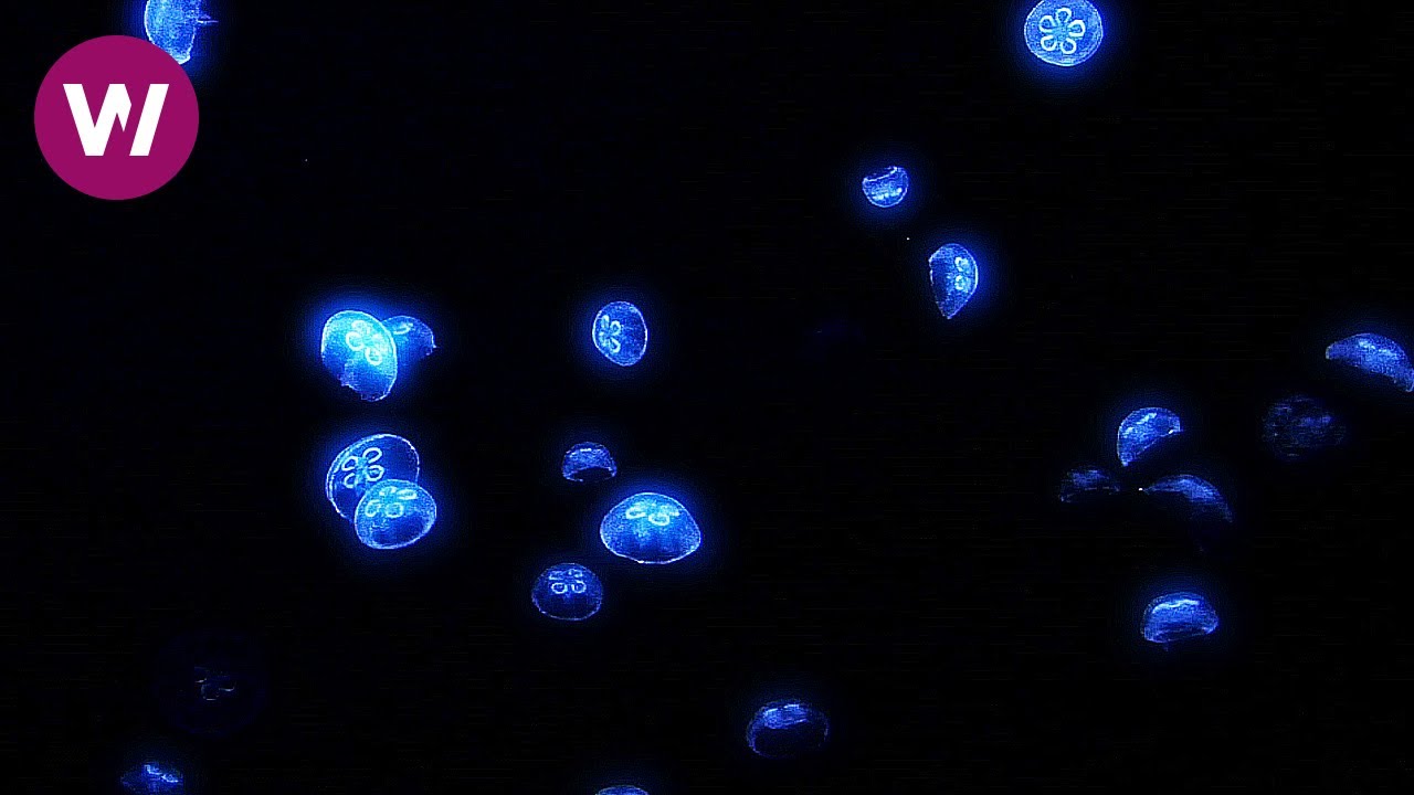 Soothing Jellyfish with Lounge Music (HD 1080p)