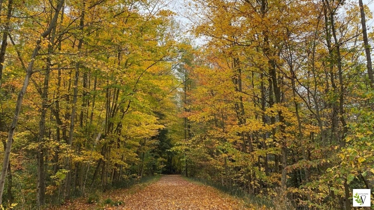 Fall colours in Tiny, Midland, Ontario 2021
