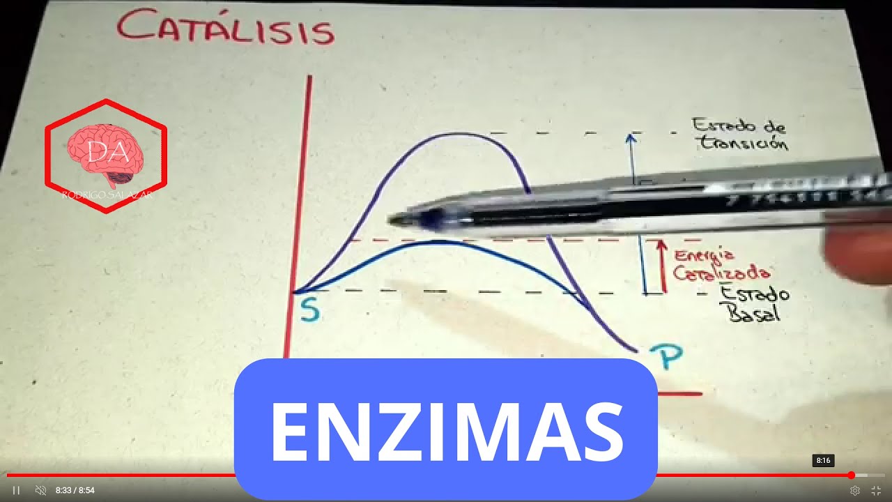 ENZIMAS Bioqu&iacute;mica f&aacute;cil y sencilla.