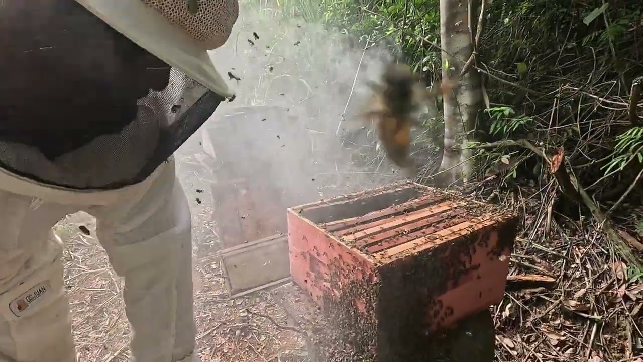 troca de cera apicultura