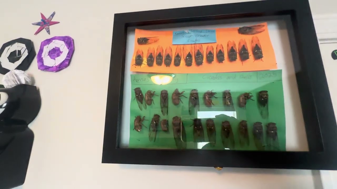 My Wasp Nest Collection Update