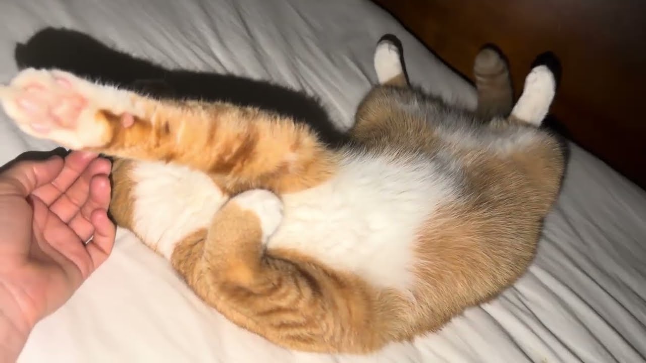 Orange Cat 🐈 Garfield sleeping 😴 next to my hand every morning 😅😹😻