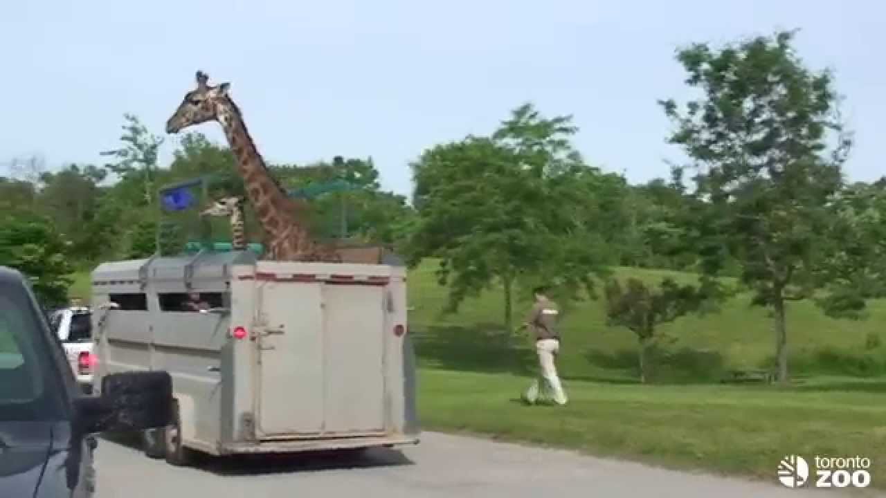 Toronto Zoo Masai Giraffes Move To New Habitat