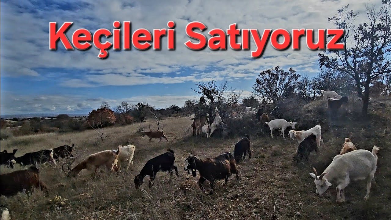 Keçileri Satıyoruz ~ Doğumlar Gecikti
