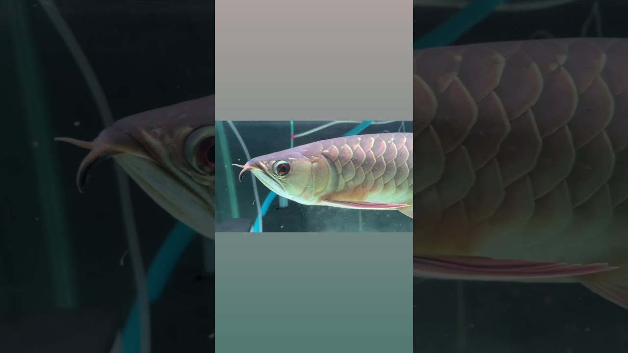 2k25 last video of my Giant SuperHibackGolden Arowana😈