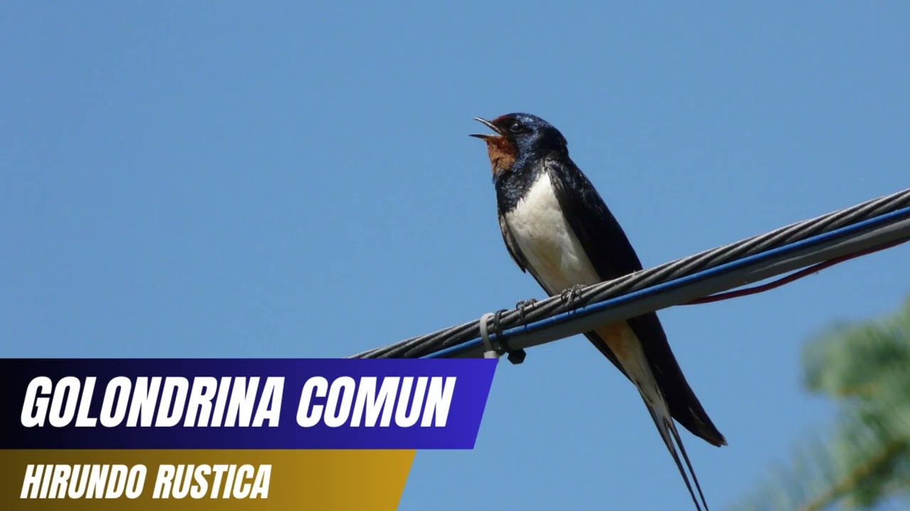 Canto de la Golondrina Común (Hirundo rustica) 🐦🌾