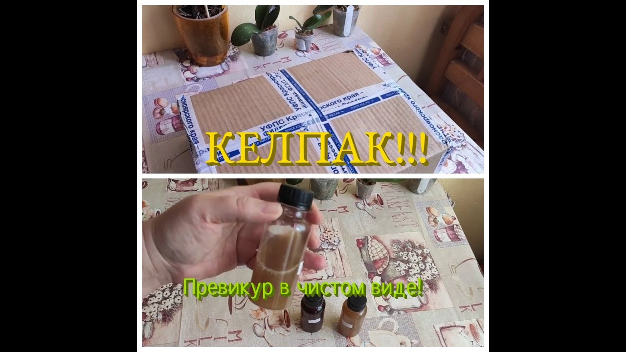 Келпак💥. Тестирование на орхидеях. Превикур.Покажу орхи после обработки неразбавленным Превикуром💪