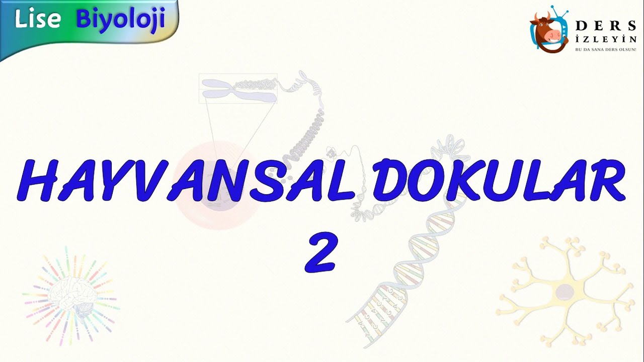 HAYVANSAL DOKULAR - 2