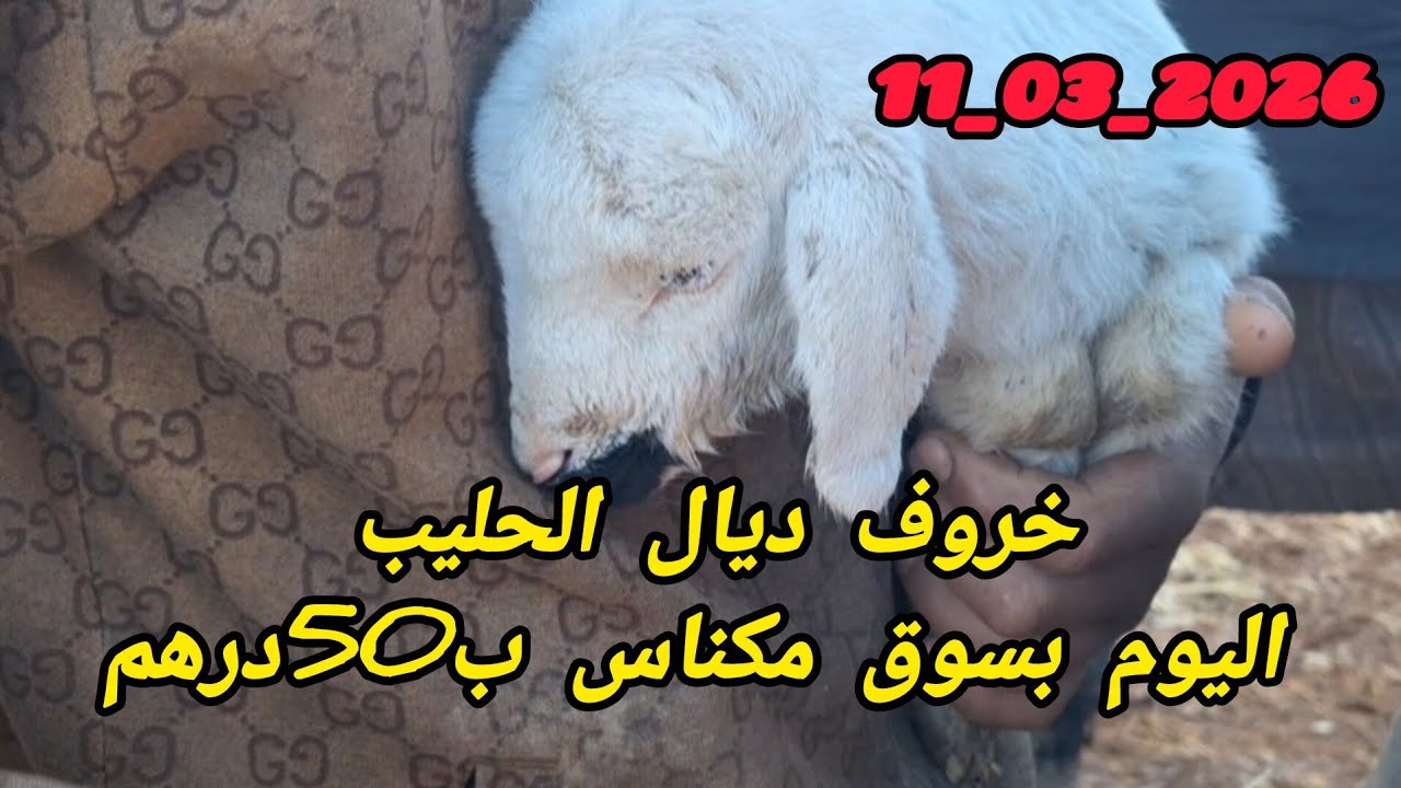 من السوق الأسبوعي للمواشي أربعاء مكناس بتاريخ 11/03/2026 وهذه هي أثمنة رؤوس الأغنام والعجول الجزارية