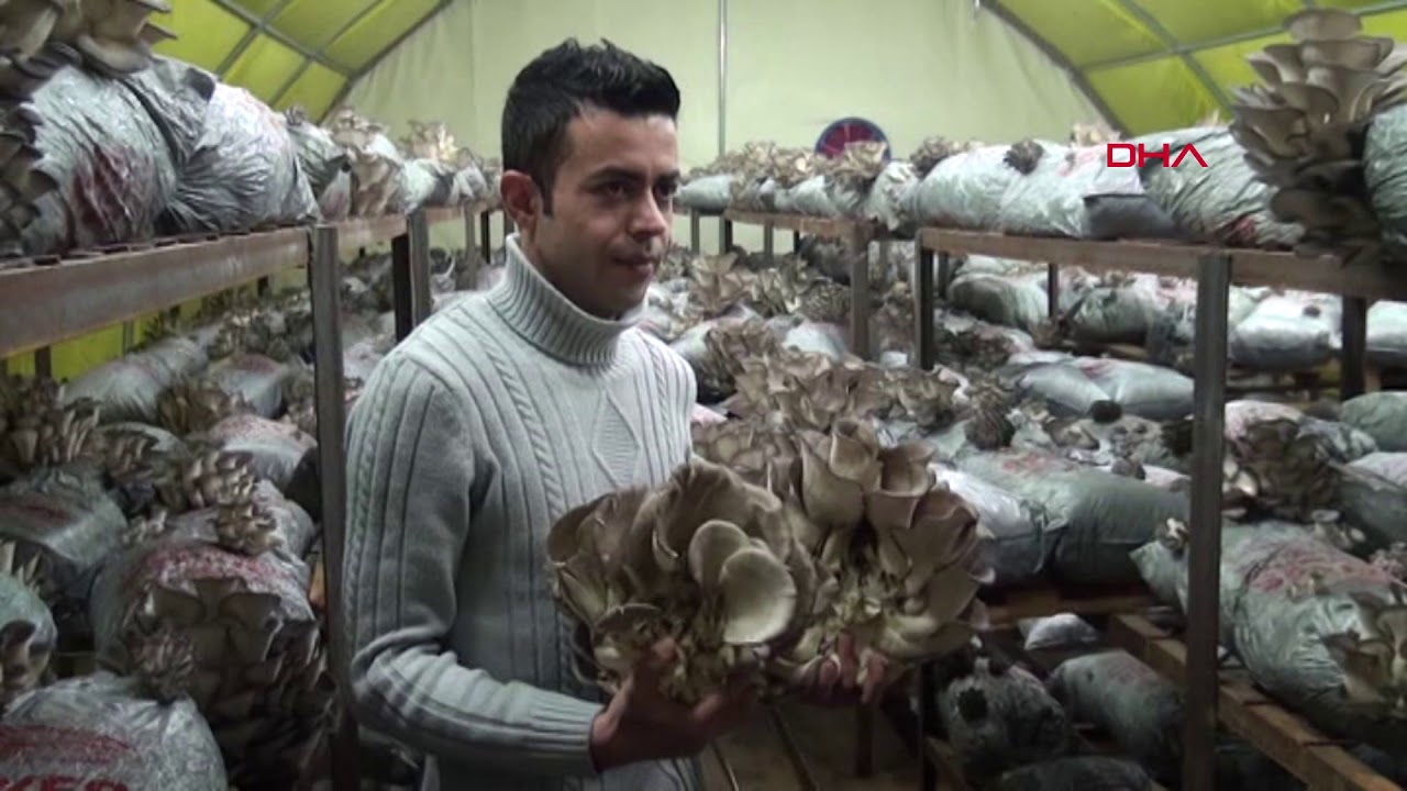 Genç girişimci, ayda 3 ton istiridye mantarı üretiyor