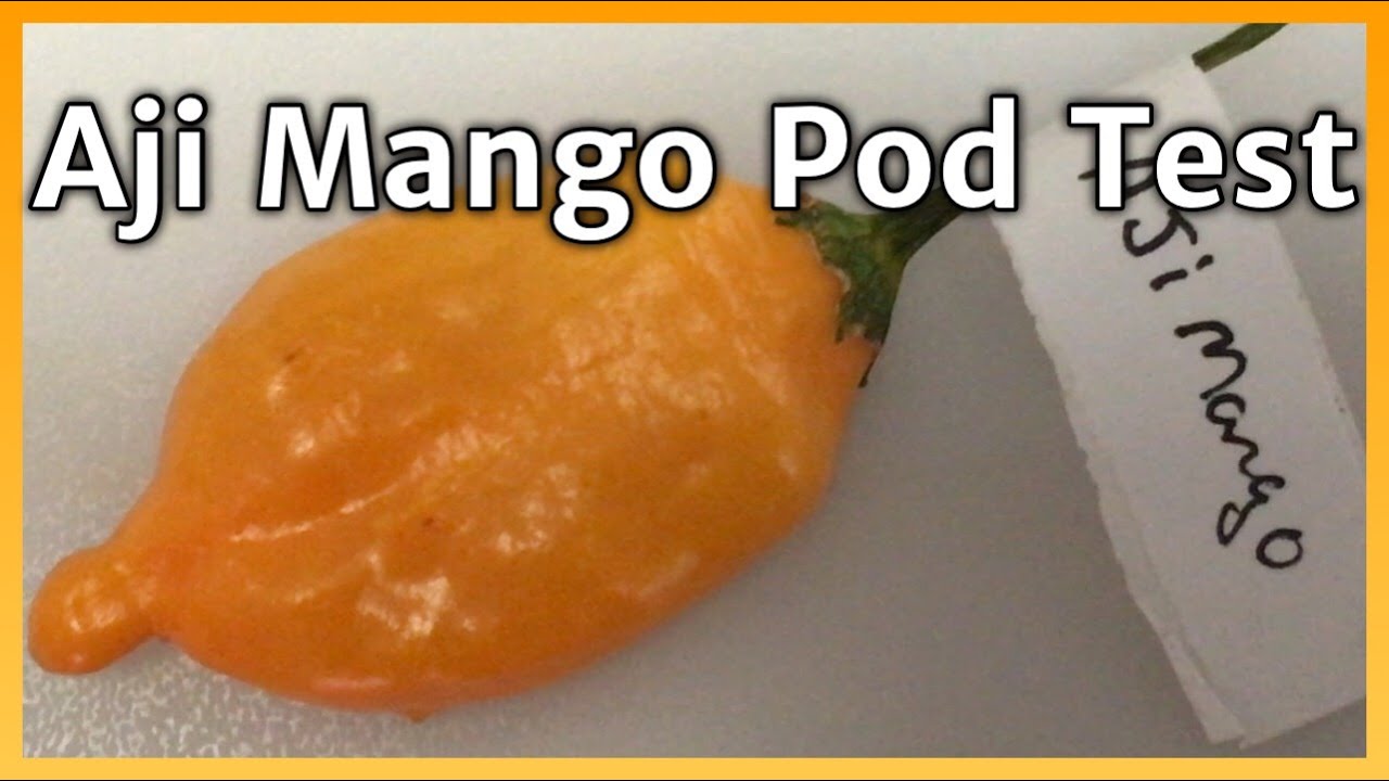 Aji Mango pod test