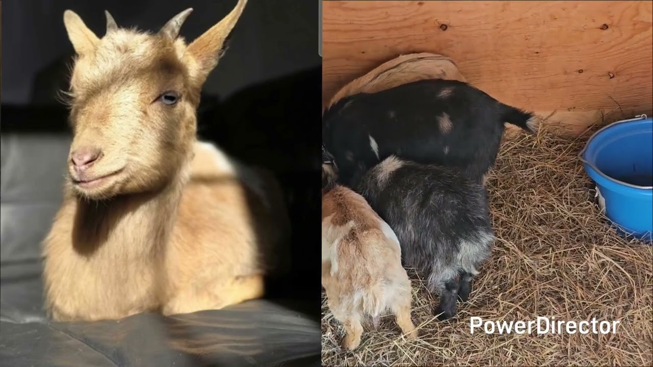 Sold most of the unregistered  goats 