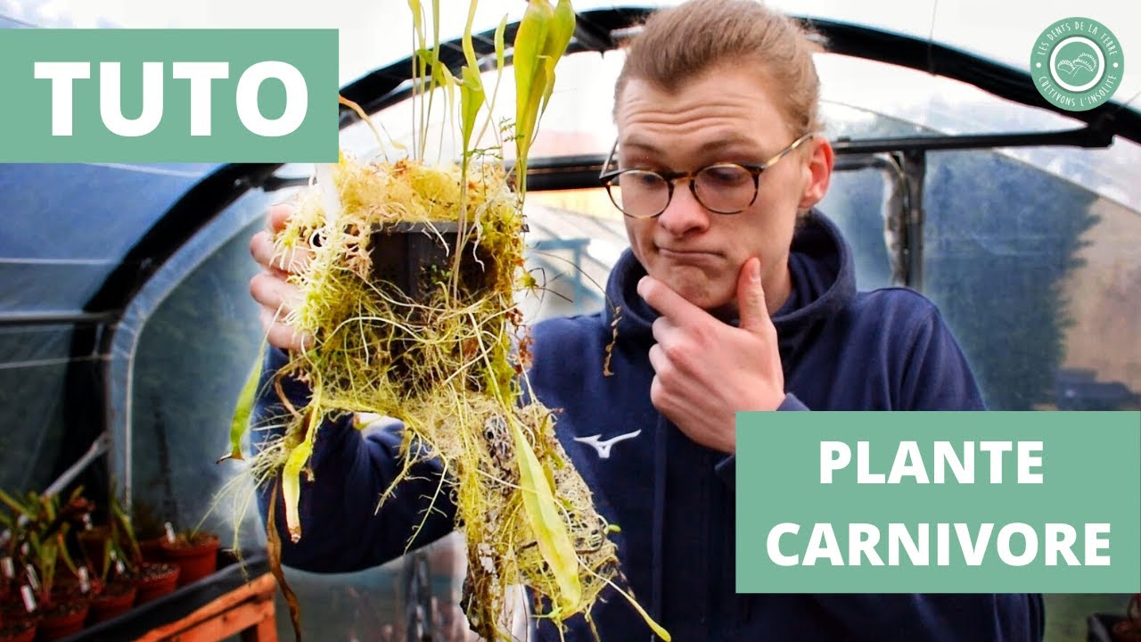 Comment DIVISER facilement sa Plante Carnivore (Utricularia longifolia) ? 🌿