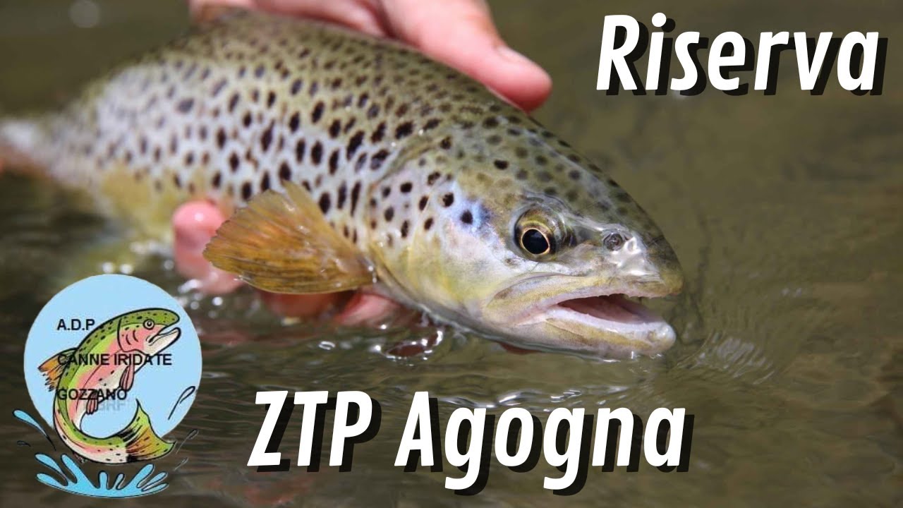 GROSSE  Trote Fario a Gomma in Torrente || RISERVA ZTP AGOGNA GOZZANO || Pesca Trota Torrente