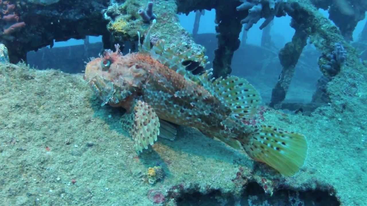 Plong&eacute;es sur l'Espingole &agrave; Cavalaire par Patrick Bertier&reg;