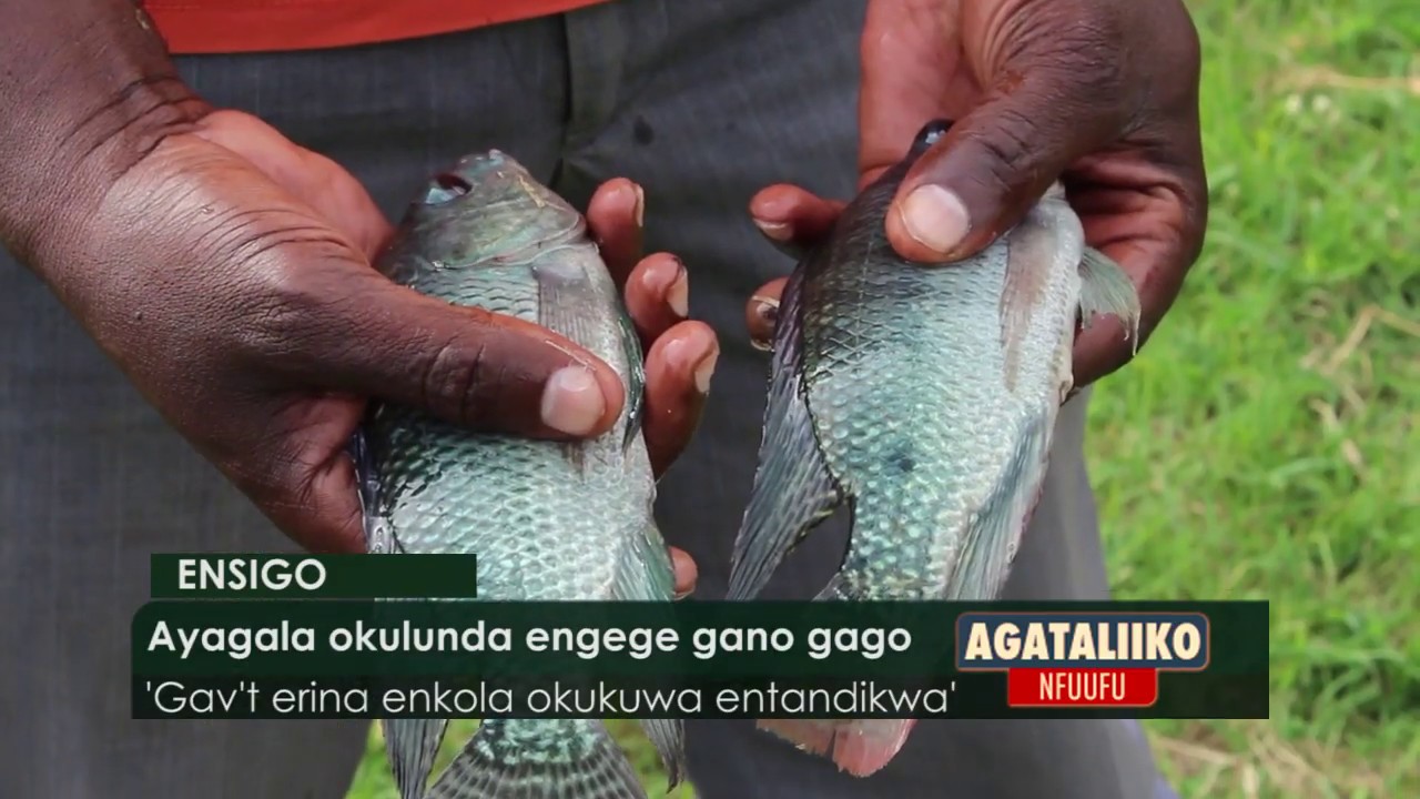 ENSIGO: SANGA :Ayagala okulunda engege gano gago.