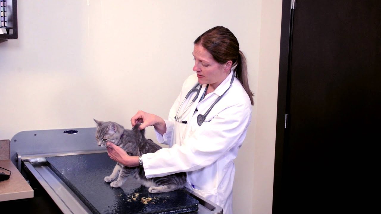 How to Check Your Pet's Hydration