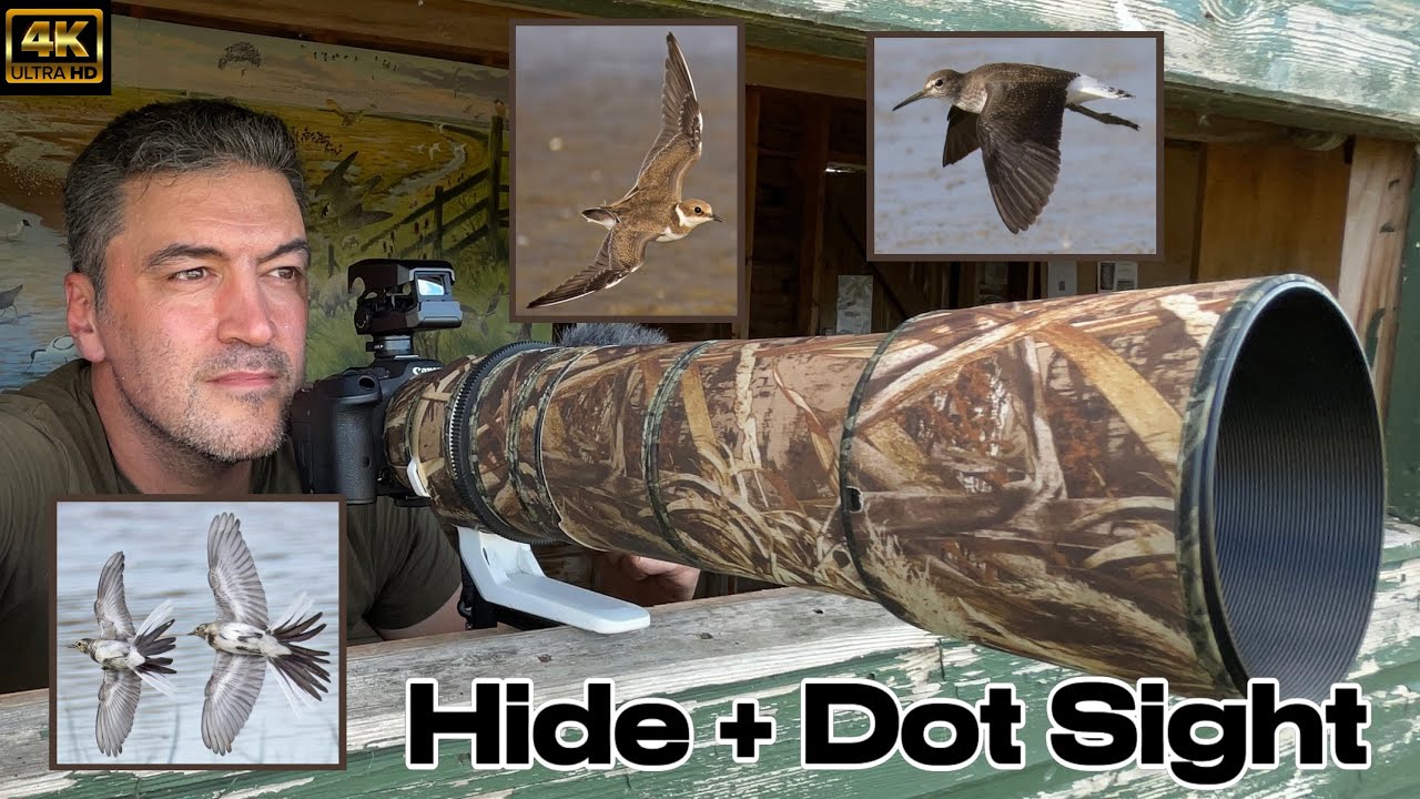 Using My Dot Sight In A Hide To Capture Super Fast Birds In Flight.