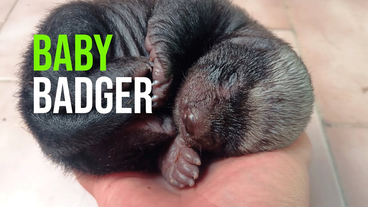 Baby Honey Badger!