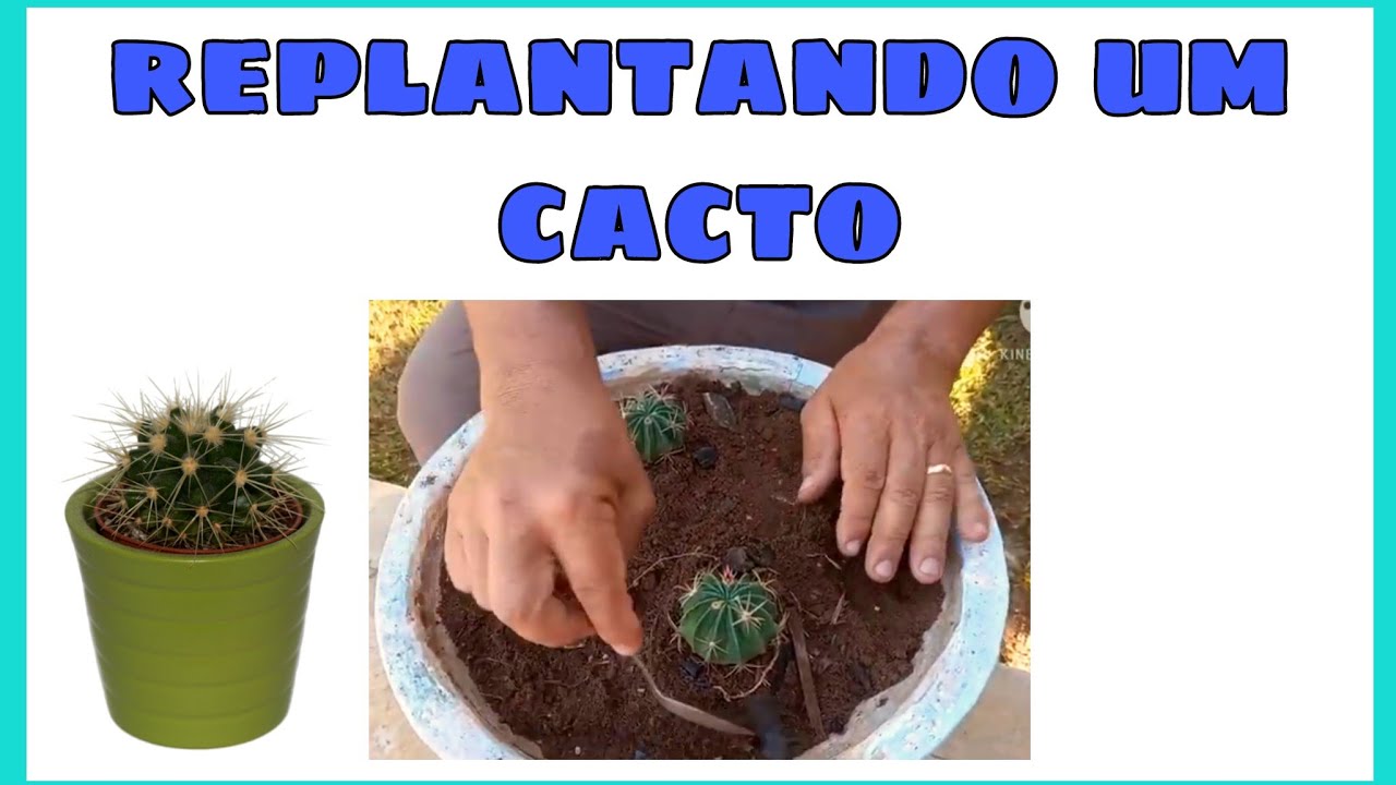 COMO REPLANTAR UM CACTO // Poltrona de sogra