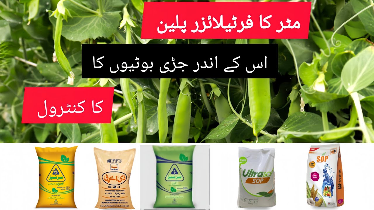Pea fertilizer plan and weed control within it