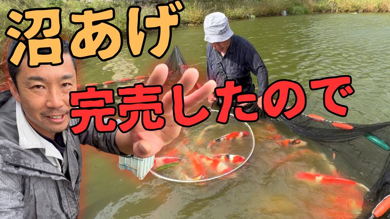 10月の錦鯉販売用を沼から#塩田養鯉場#koifish #koi