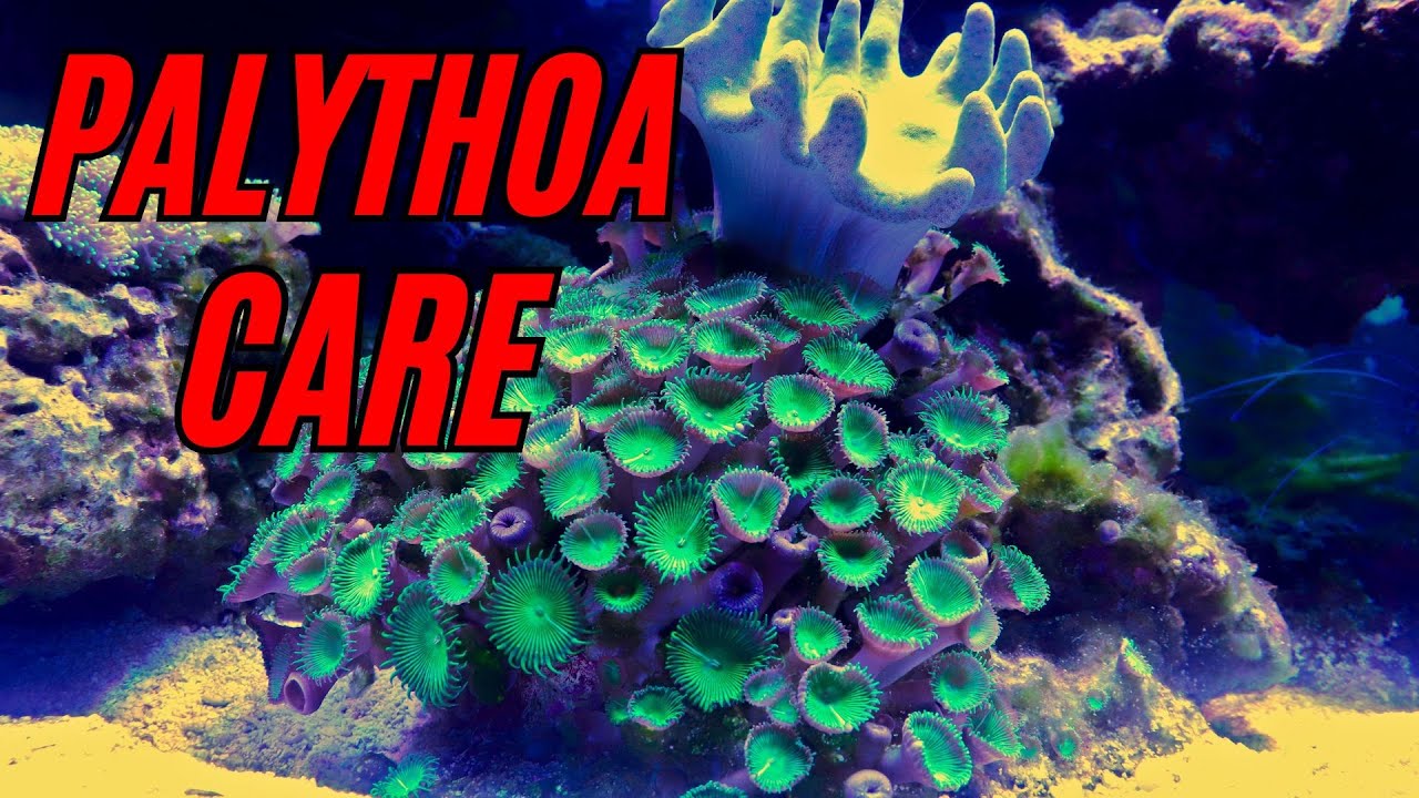 Palythoa coral care and tips