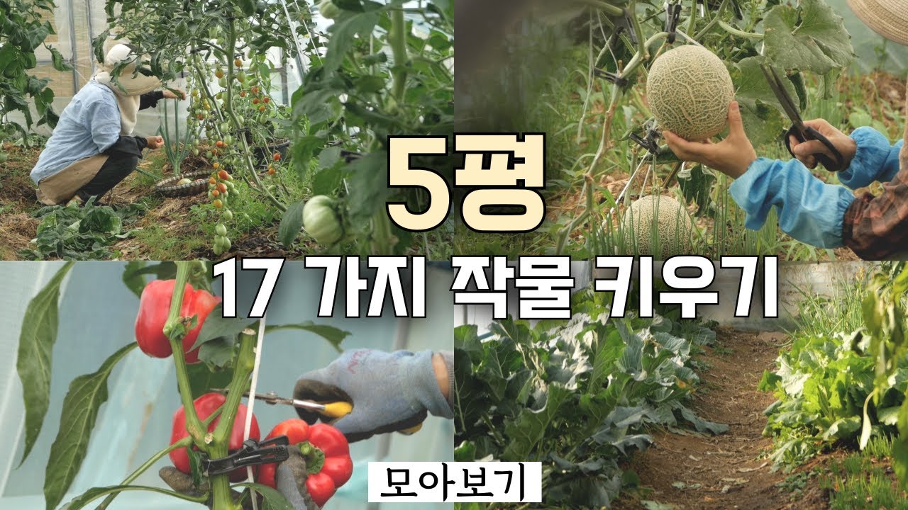 [Смешанная посадка 5] Посадка 17 различных культур в небольшой теплице площадью 17 квадратных метров