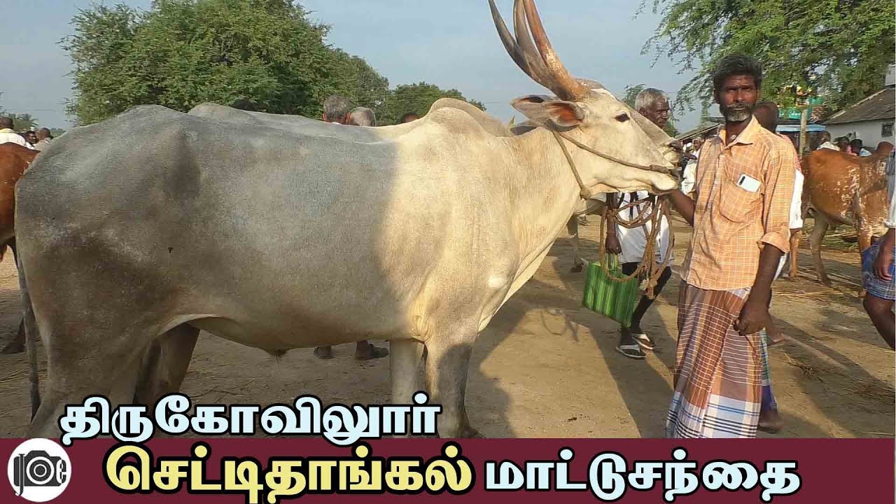 Chettithangal mattu santhai | செட்டிதாங்கல் மாட்டு சந்தை