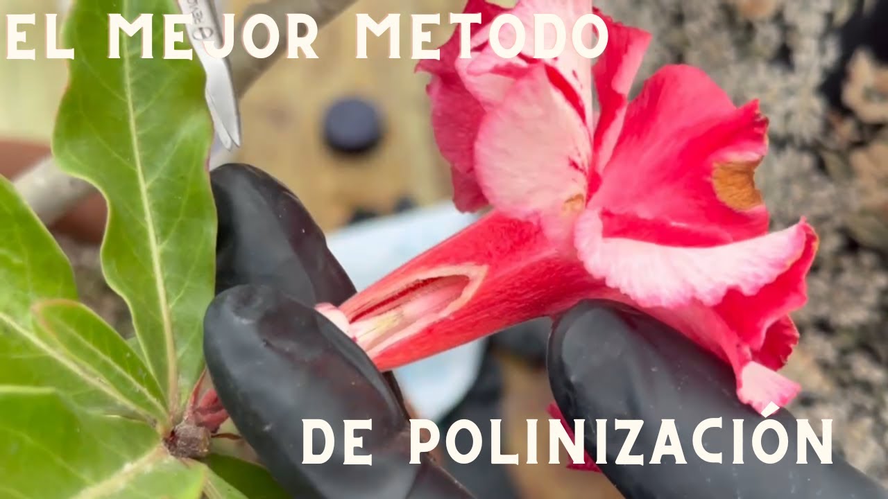 POLINIzACION DE LAS ROSAS DEL DESIERTO