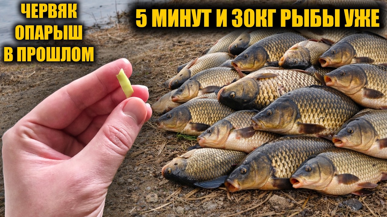 От этого дуреет вся рыба и клюёт круглый год! Эта насадка для рыбалки лучше чем мотыль