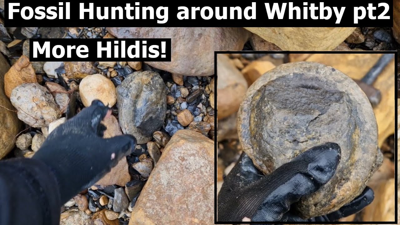More Hildis? Ravenscar and Sandsend #fossilhunting near Whitby part 2