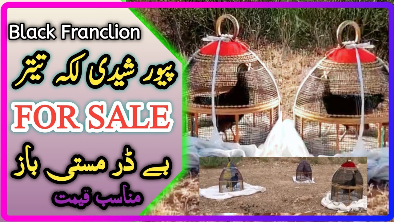 Sheedi Laka Teetar For Sale Beautiful Kala Teetar Sheedi Nasal