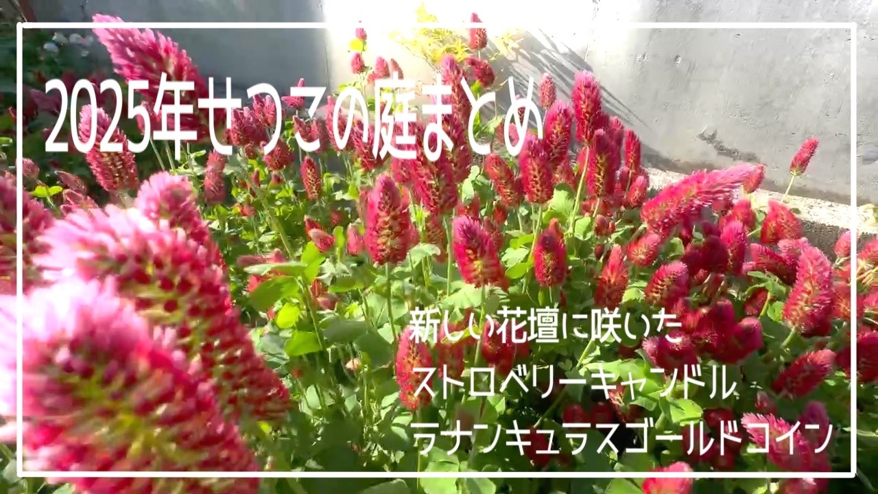 今日の庭日記[2026.2.6]解体した花壇が二年経ってまた違った花壇になったことのまとめ