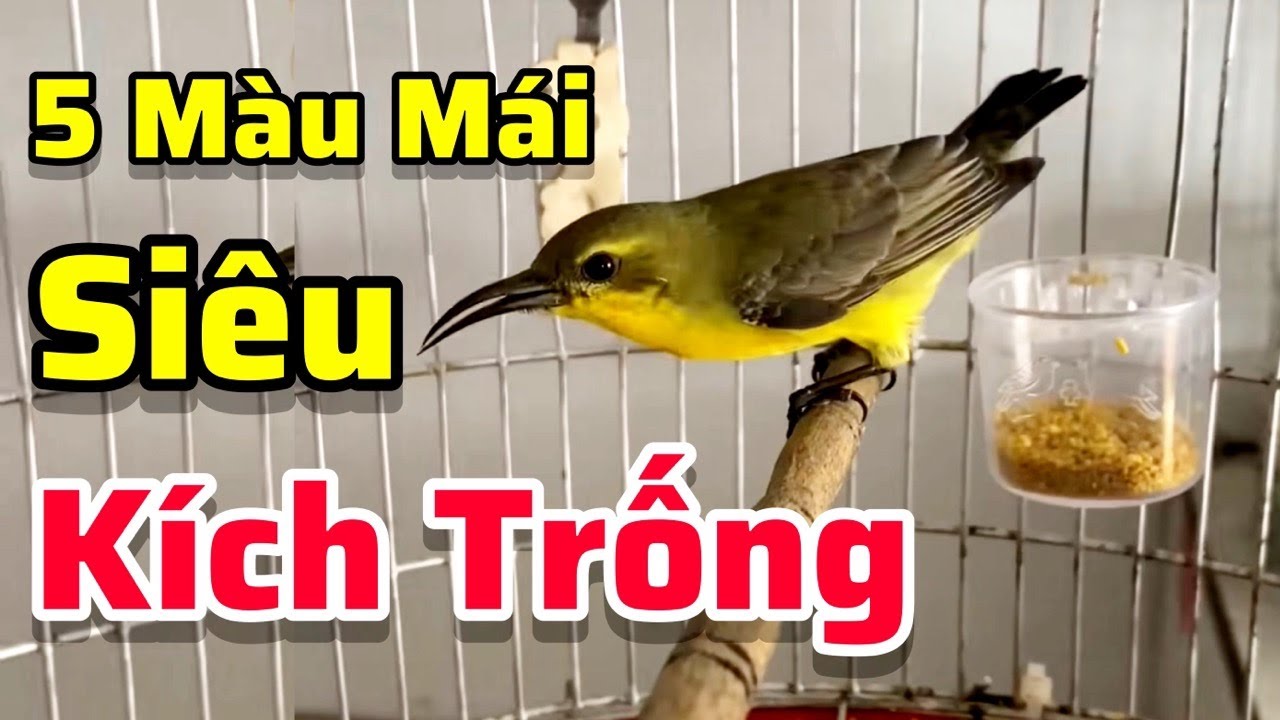 Tiếng Chim Hút Mật 5 Màu Mái Kích Trống - Gọi Bầy | Âm Thanh Chuyên Dùng Đi Bẫy