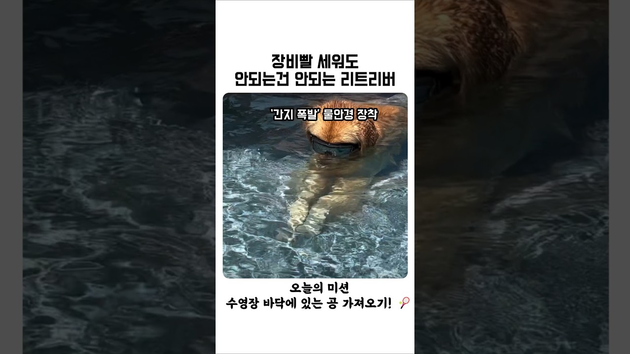 장비빨세워도 안되는건 안되는 리트리버