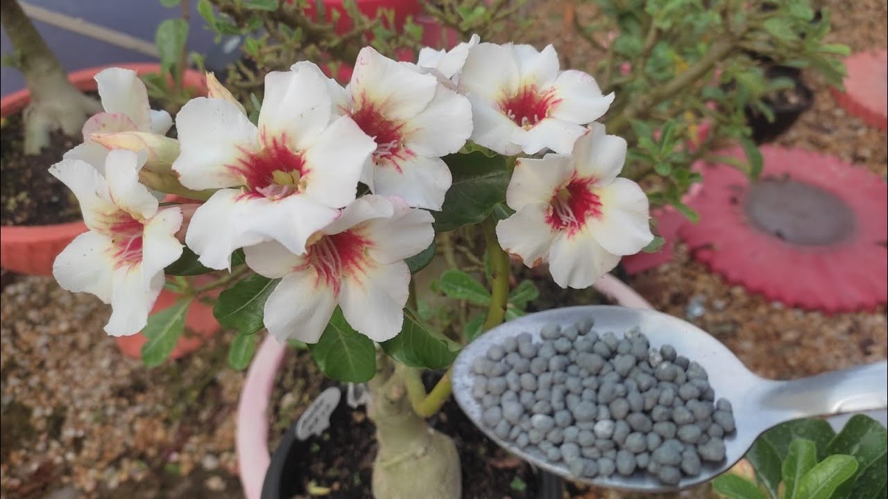 Melhor ADUBO para fazer  Florir sua Rosa do Deserto no período chuvoso