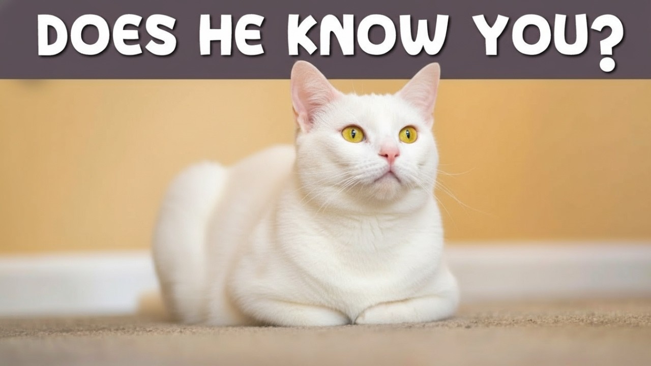 10 Secrets Your Cat Knows About You