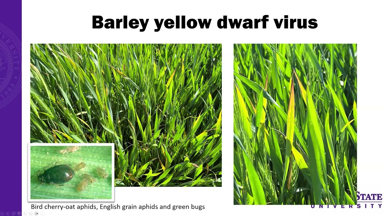 2026 Crop Hour: 28 января - Болезни и вирусы пшеницы