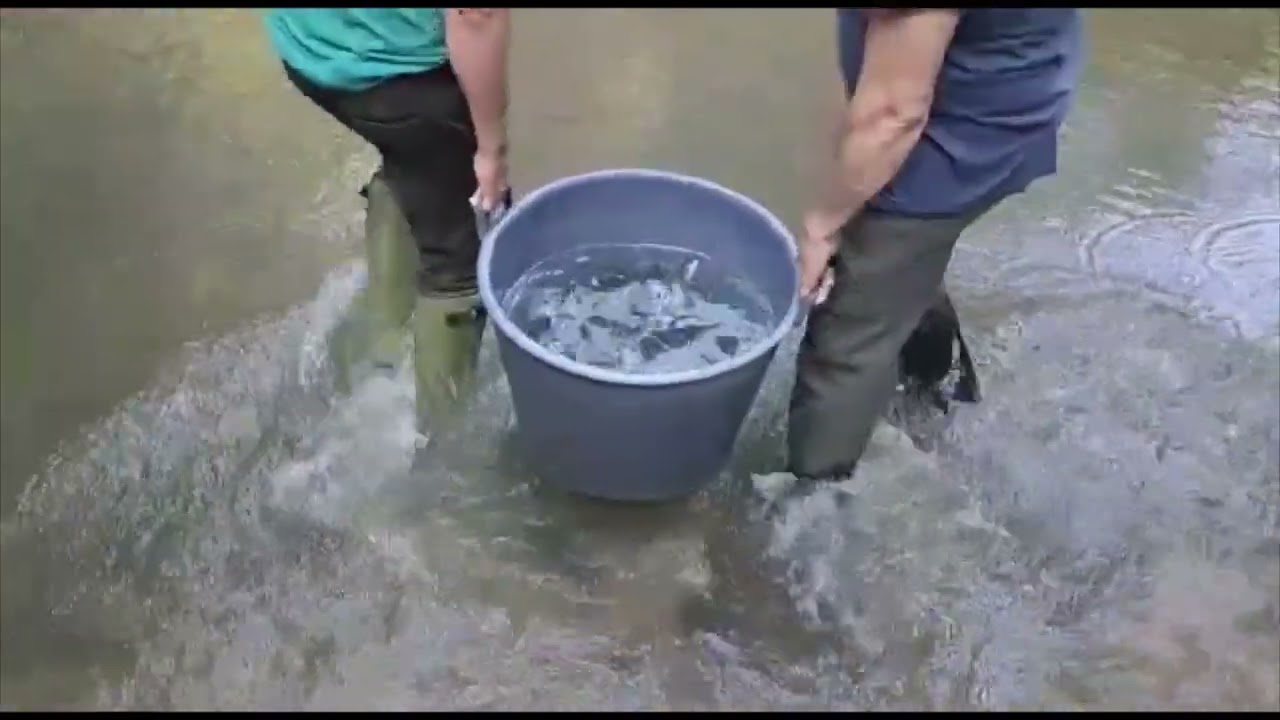 Valea Finișului și Crișul Pietros din Apuseni au fost repopulate cu  puieți de PĂSTRĂV - ROMSILVA